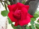 Talea rossa 1