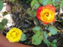 Minirosa giallo arancio
