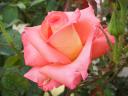 Regina delle Rose