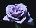 La rosa blu di Sanctory