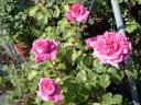Rosa di Marc Alberici