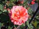 Rosa di Marc Alberici