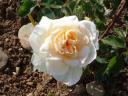 Rosa di Marc Alberici