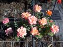 Rosa di Marc Alberici