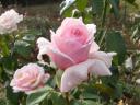Rosa di Marc Alberici