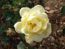 Rosa di Marc Alberici