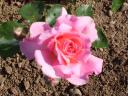 Rosa di Marc Alberici