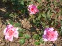 Rosa di Marc Alberici