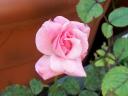 2007 015, una rosa a cui dare il nome