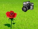 Concorso Fotografico per Rose