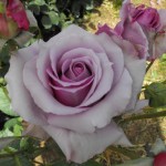Lavender Simplicity - Jackson & Perkins