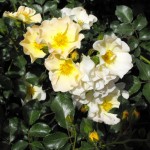 Lemon Meidilland - Meilland