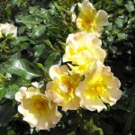 Lemon Meidilland - Meilland