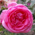 Monza - rosa profumata 2009 - Delbard