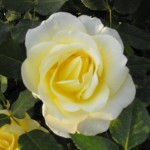 Stockholme medaglia d'oro floribunda Roma 2009