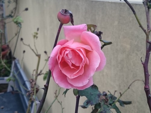 Rosa Cristoforo Colombo a Natale